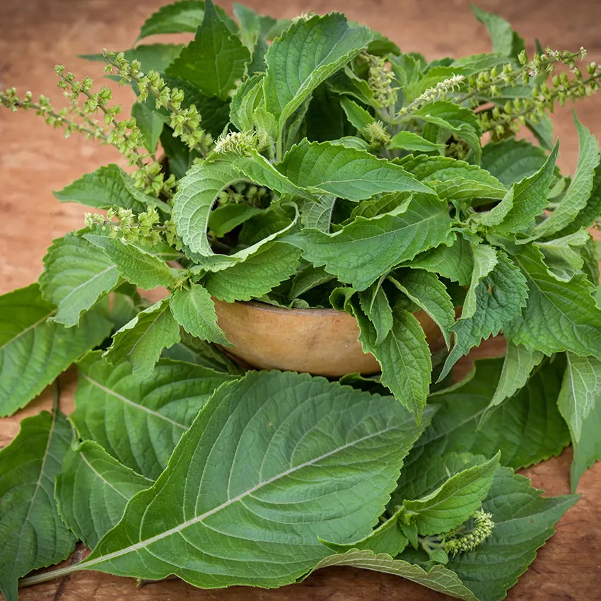 Baker Creek African Nunum Basil