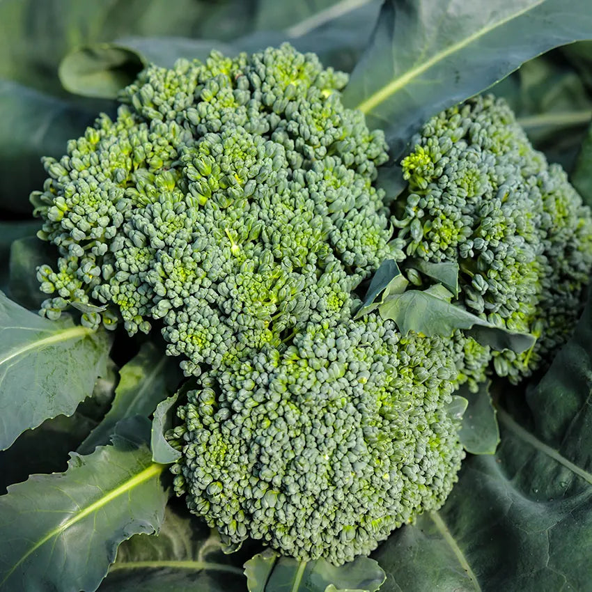 Baker Creek Calabrese Green Sprouting Broccoli