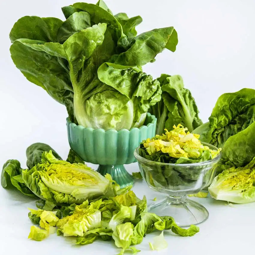 Baker Creek Buttercrunch Lettuce