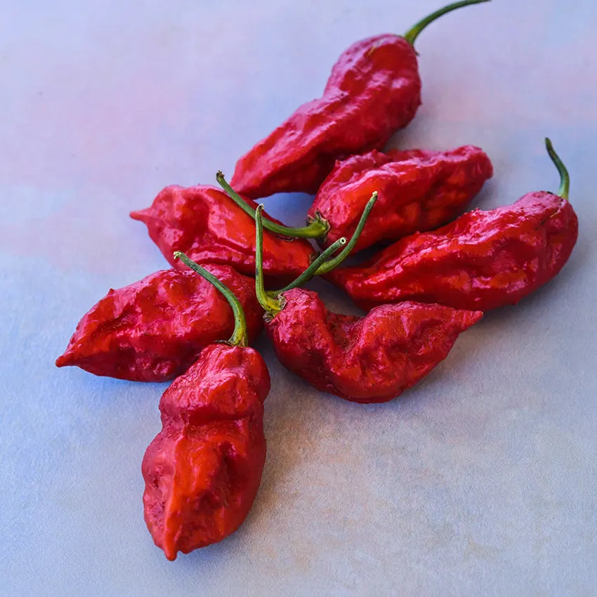 Baker Creek Bhut Jolokia Red Pepper